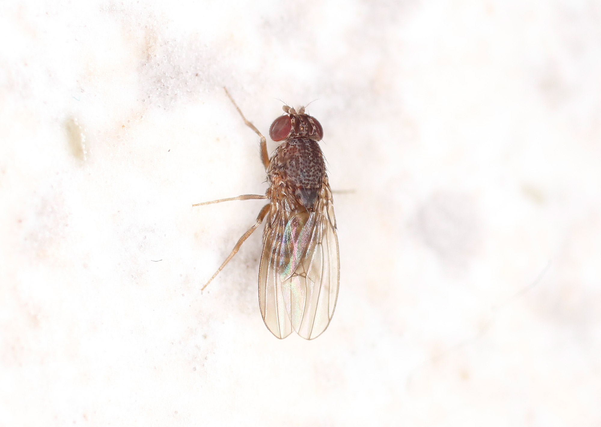Drosophilidae: Drosophila cfr. repleta